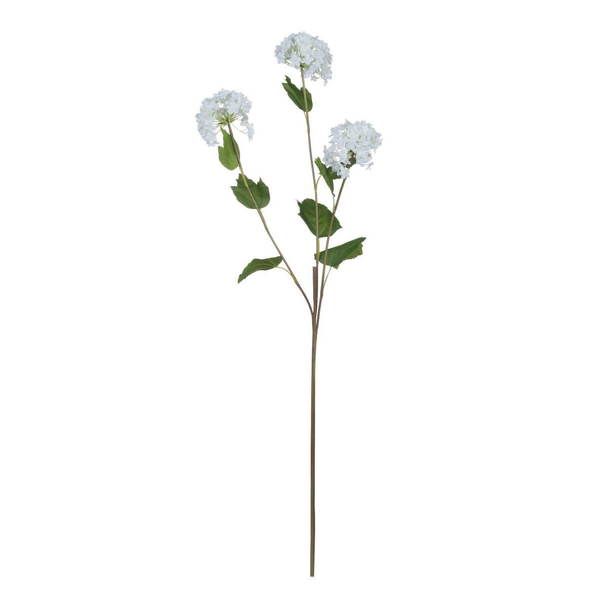 Viburnum Opulus image 5