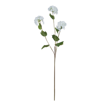 Viburnum Opulus image 5