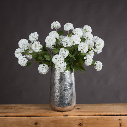 Viburnum Opulus image 1