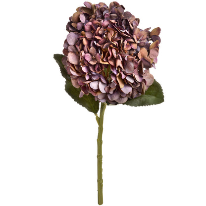 Autumn Coffee Hydrangea image 2