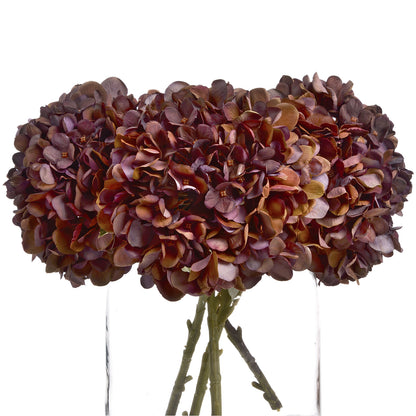 Autumn Coffee Hydrangea image 4