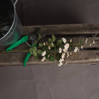 Cream Wild Meadow Rose image 2