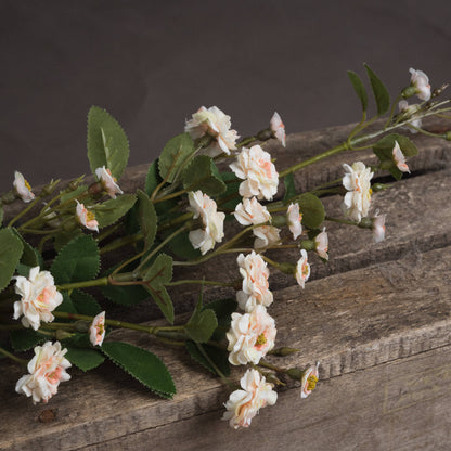 Cream Wild Meadow Rose image 3