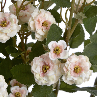 Cream Wild Meadow Rose image 5