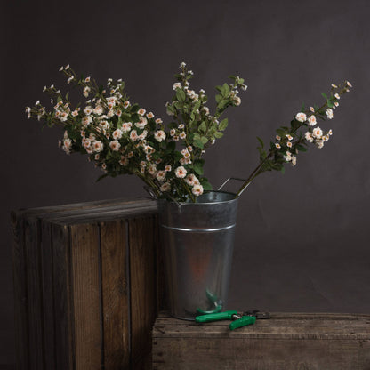 Cream Wild Meadow Rose image 1