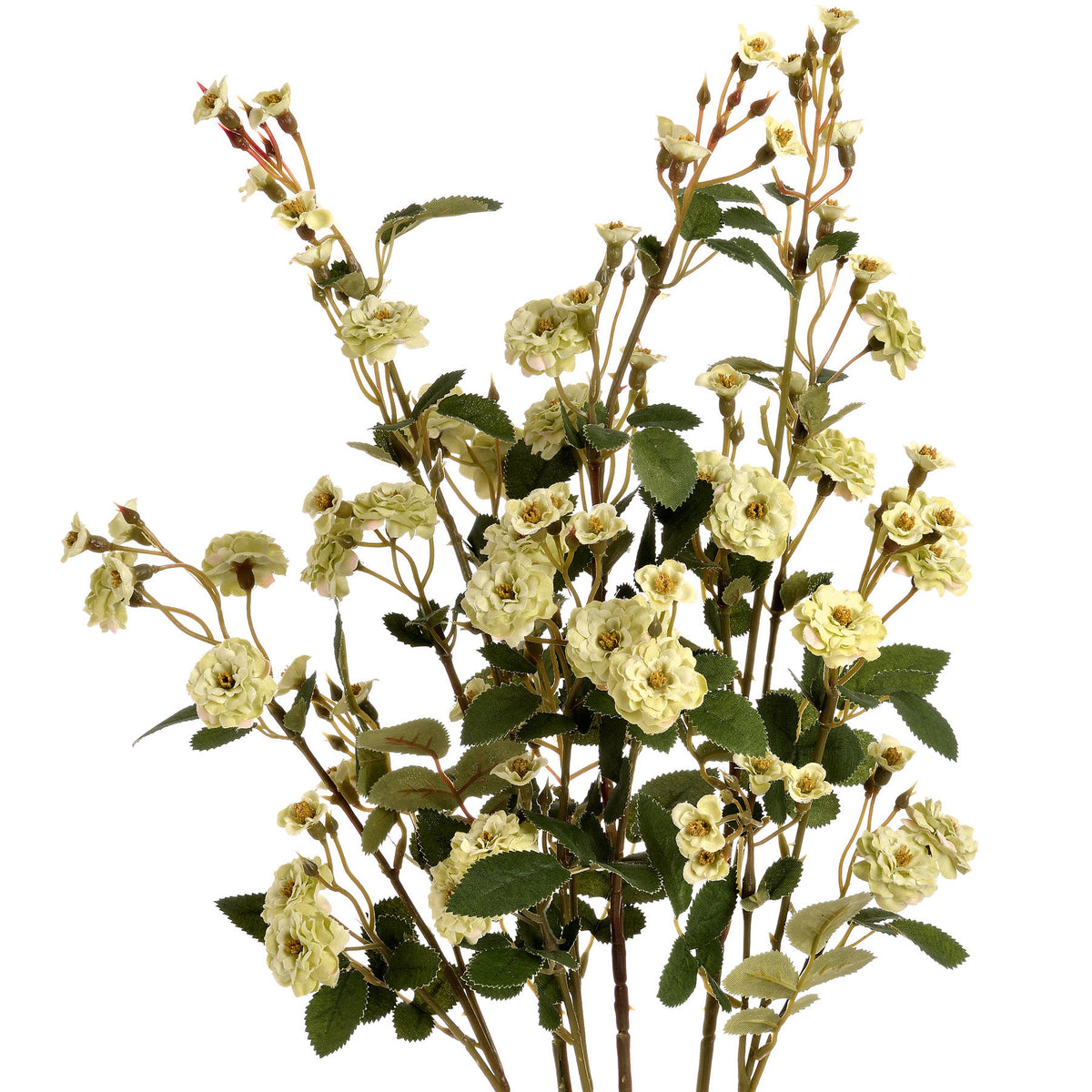 Green Wild Meadow Rose image 4