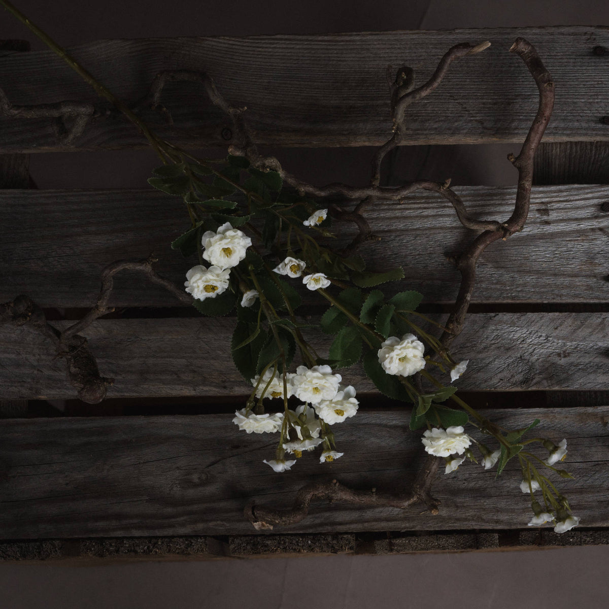 White Wild Meadow Rose image 2