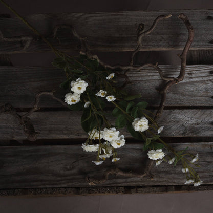 White Wild Meadow Rose image 2