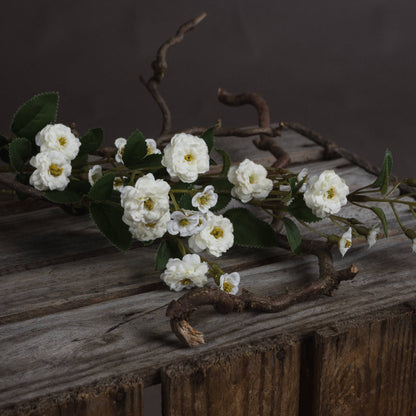 White Wild Meadow Rose image 3