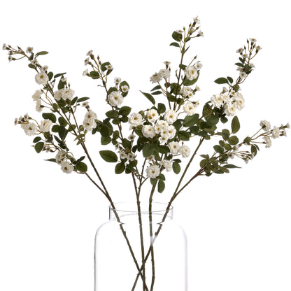 White Wild Meadow Rose image 4