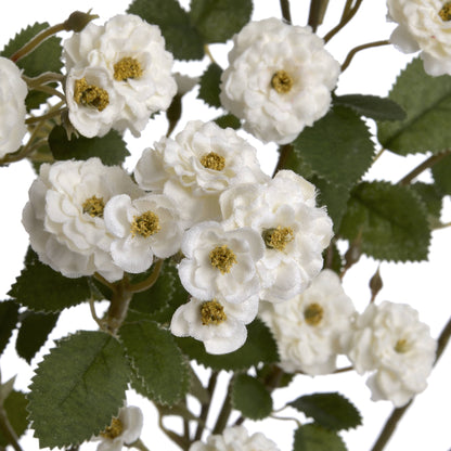White Wild Meadow Rose image 5