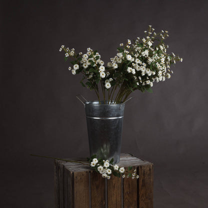 White Wild Meadow Rose image 1