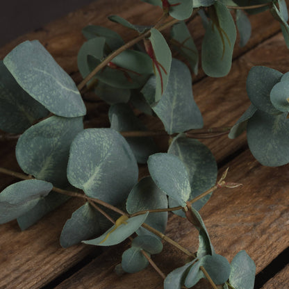 Variegated Eucalyptus image 3