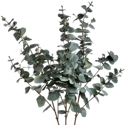 Variegated Eucalyptus image 4