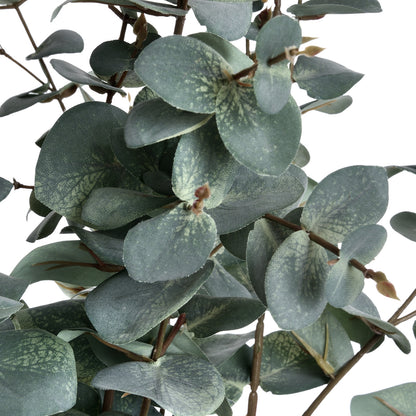 Variegated Eucalyptus image 5