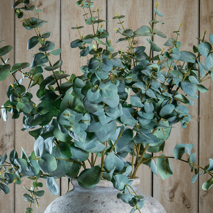 Variegated Eucalyptus image 1