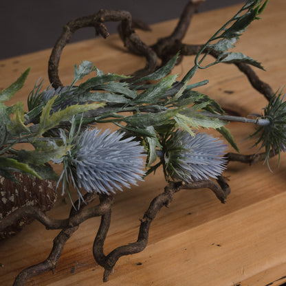 Eryngium Thistle image 3