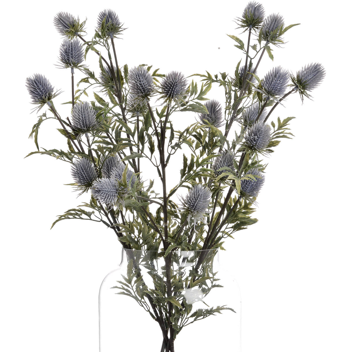 Eryngium Thistle image 4