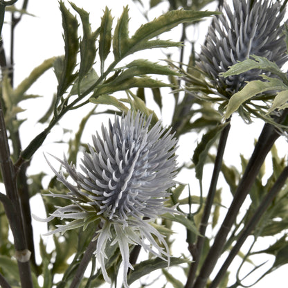 Eryngium Thistle image 5