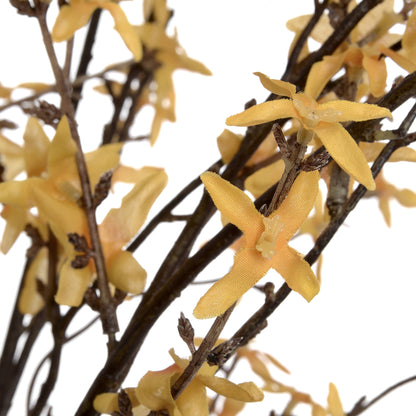 Forsythia image 5