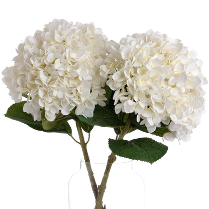 Oversized White Hydrangea image 3