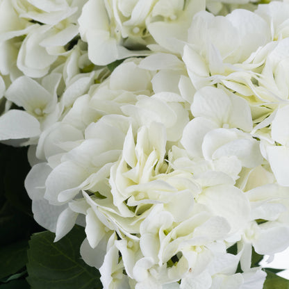 White Hydrangea Bouquet image 5