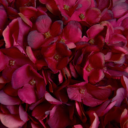 Autumn Ruby Hydrangea image 5