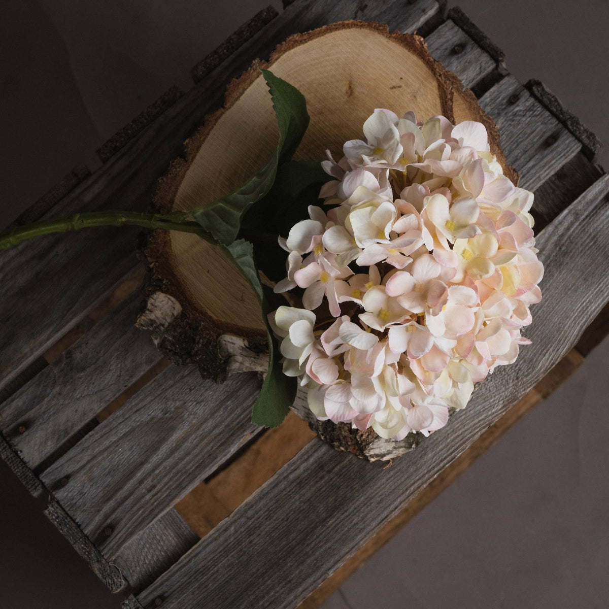 Autumn White Hydrangea image 2