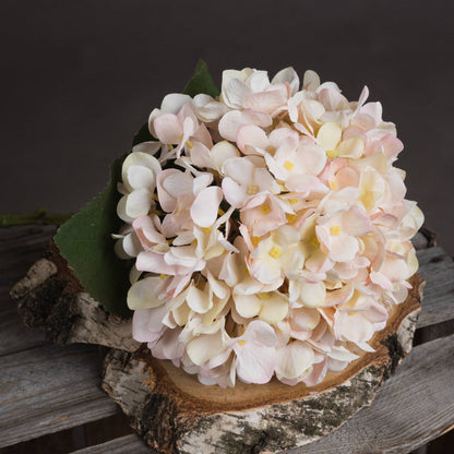 Autumn White Hydrangea image 3