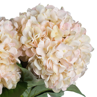Autumn White Hydrangea image 5