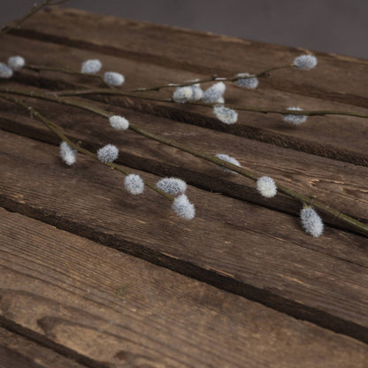 Pussy Willow Branch image 3