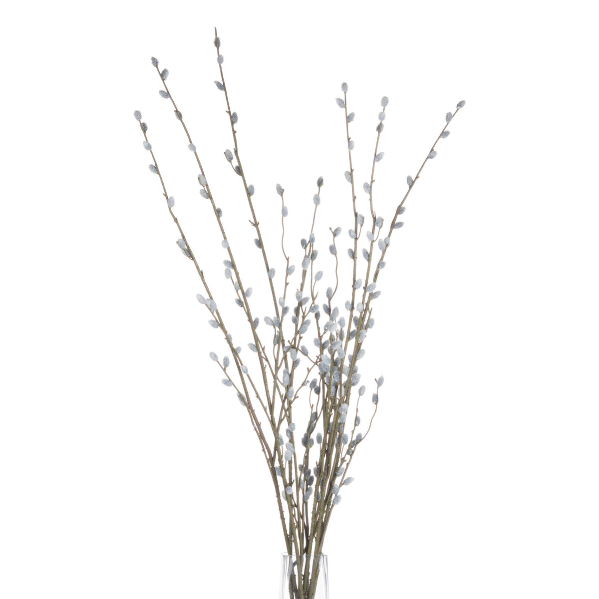 Pussy Willow Branch image 4