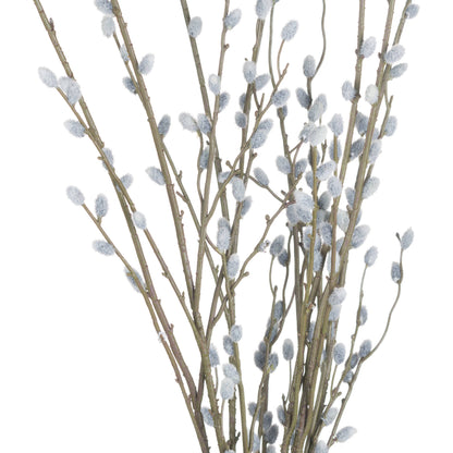 Pussy Willow Branch image 5