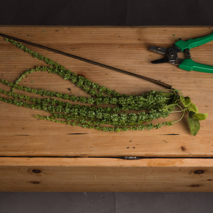 Green Amaranthus image 2