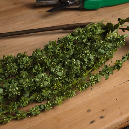 Green Amaranthus image 3