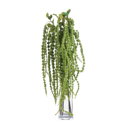 Green Amaranthus image 4
