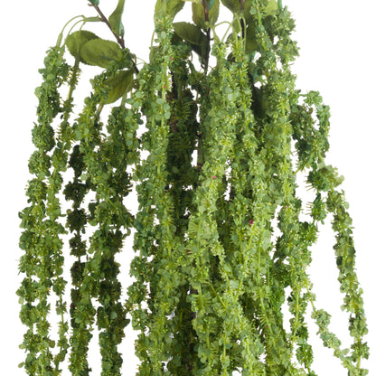 Green Amaranthus image 5