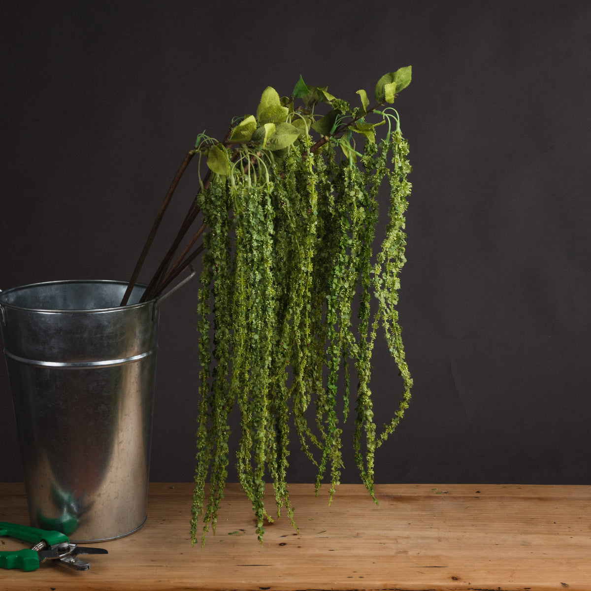 Green Amaranthus image 1