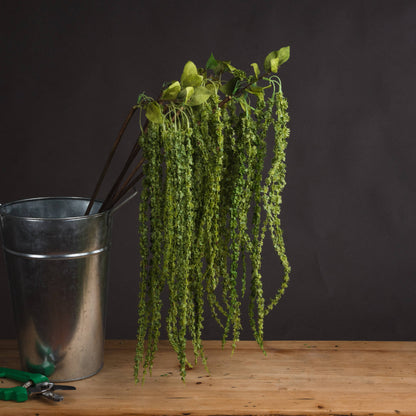 Green Amaranthus image 1