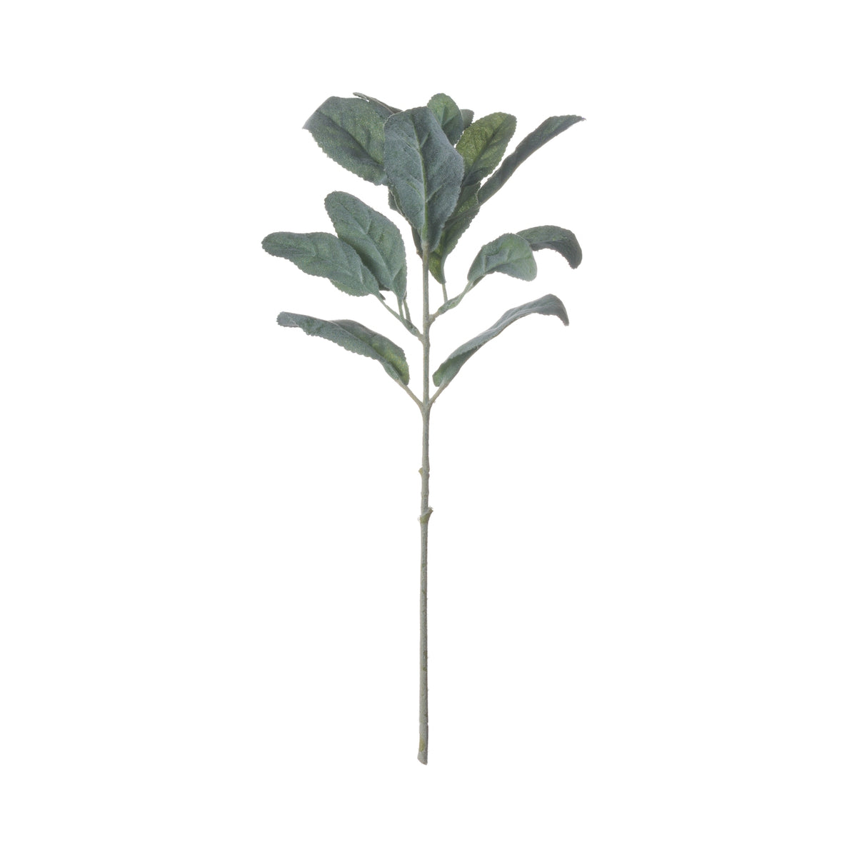 Lambs Ear Spray image 5