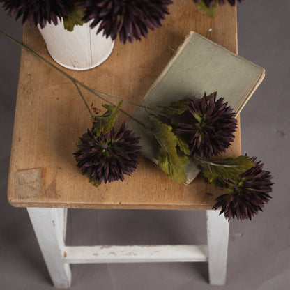 Chocolate Chrysanthemum image 2