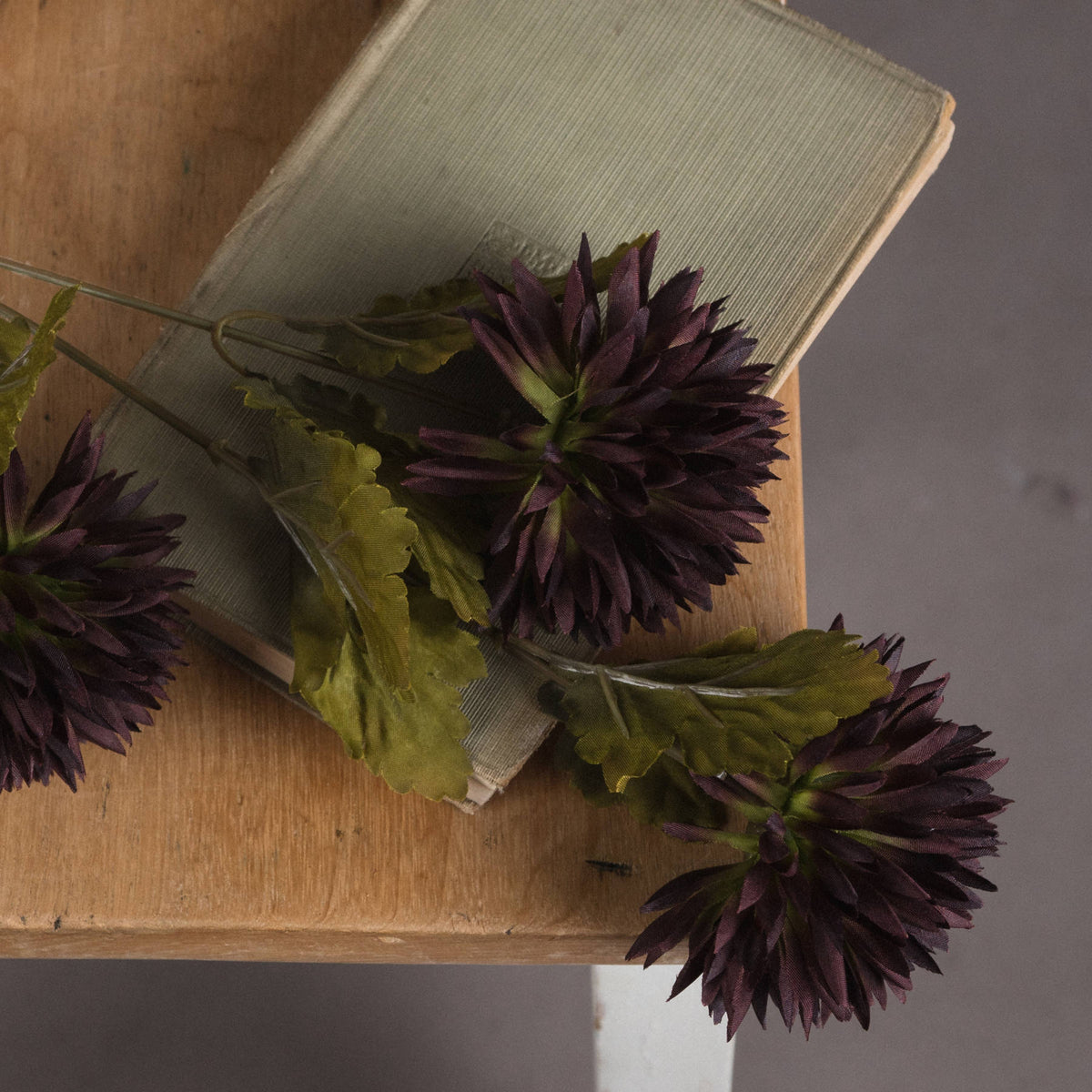 Chocolate Chrysanthemum image 3