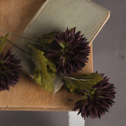 Chocolate Chrysanthemum image 3