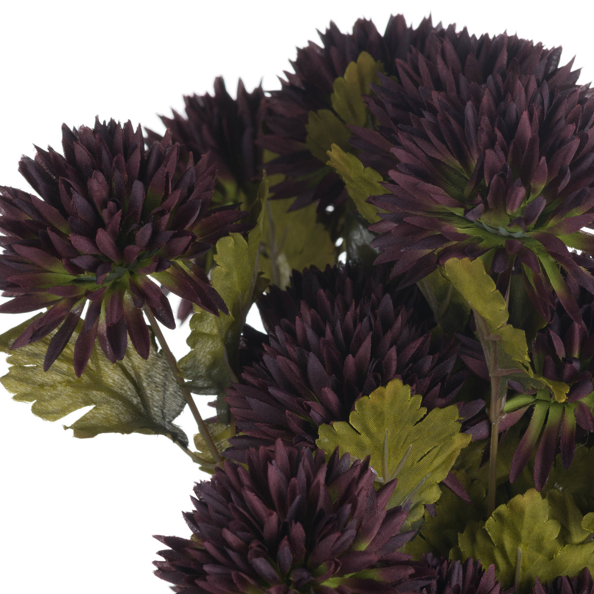 Chocolate Chrysanthemum image 5