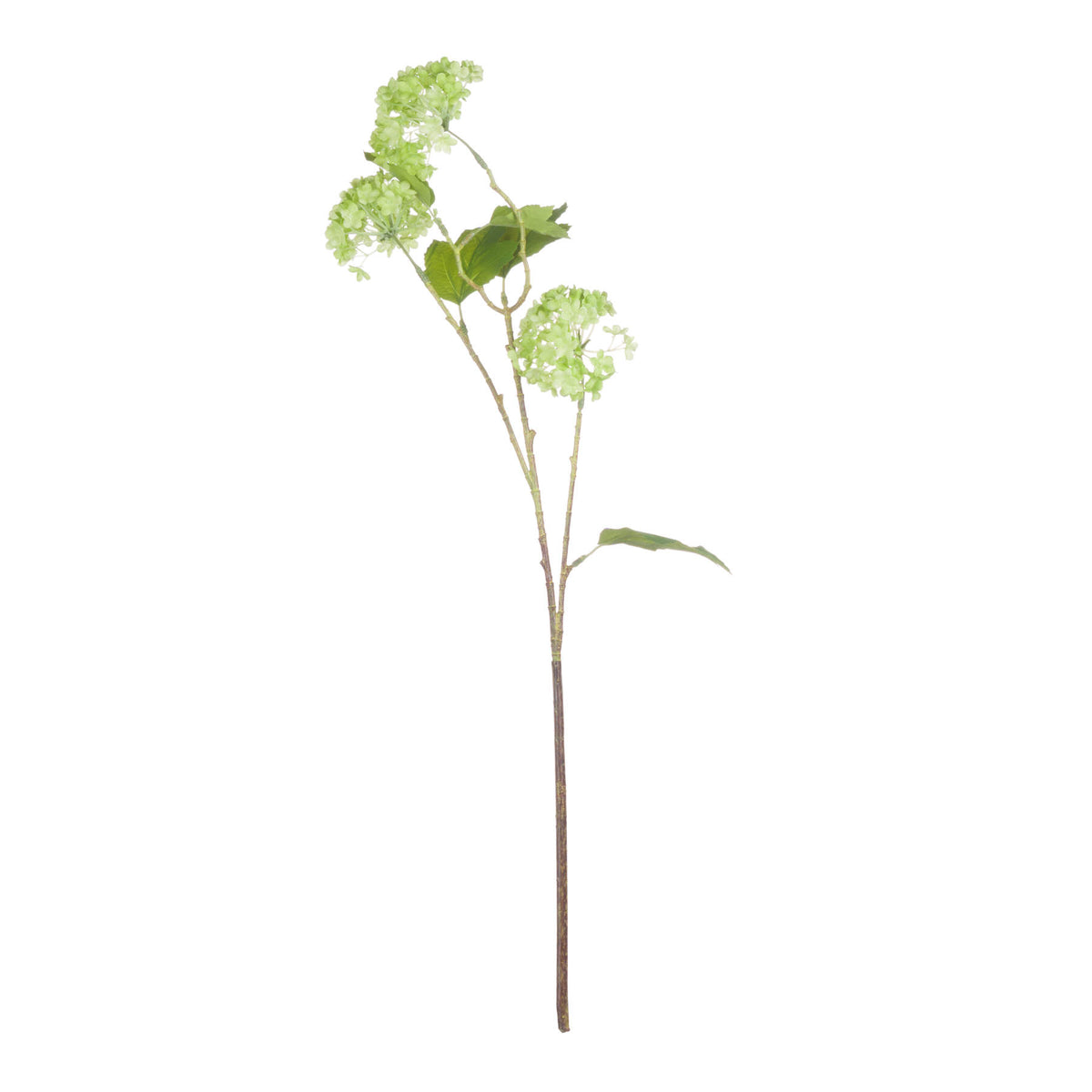 Green Viburnum Spray image 4