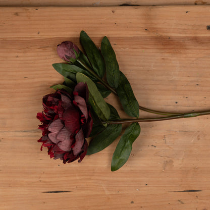 Burgundy Peony Rose image 2