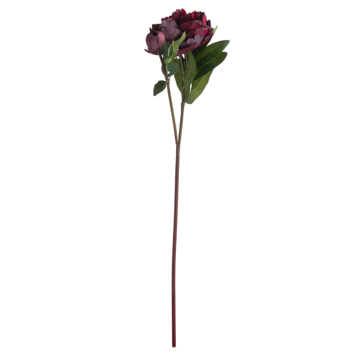 Burgundy Peony Rose image 4
