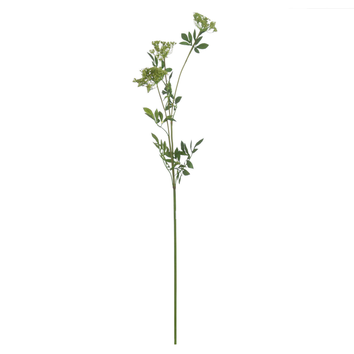 Faux Cow Parsley Ammi image 4