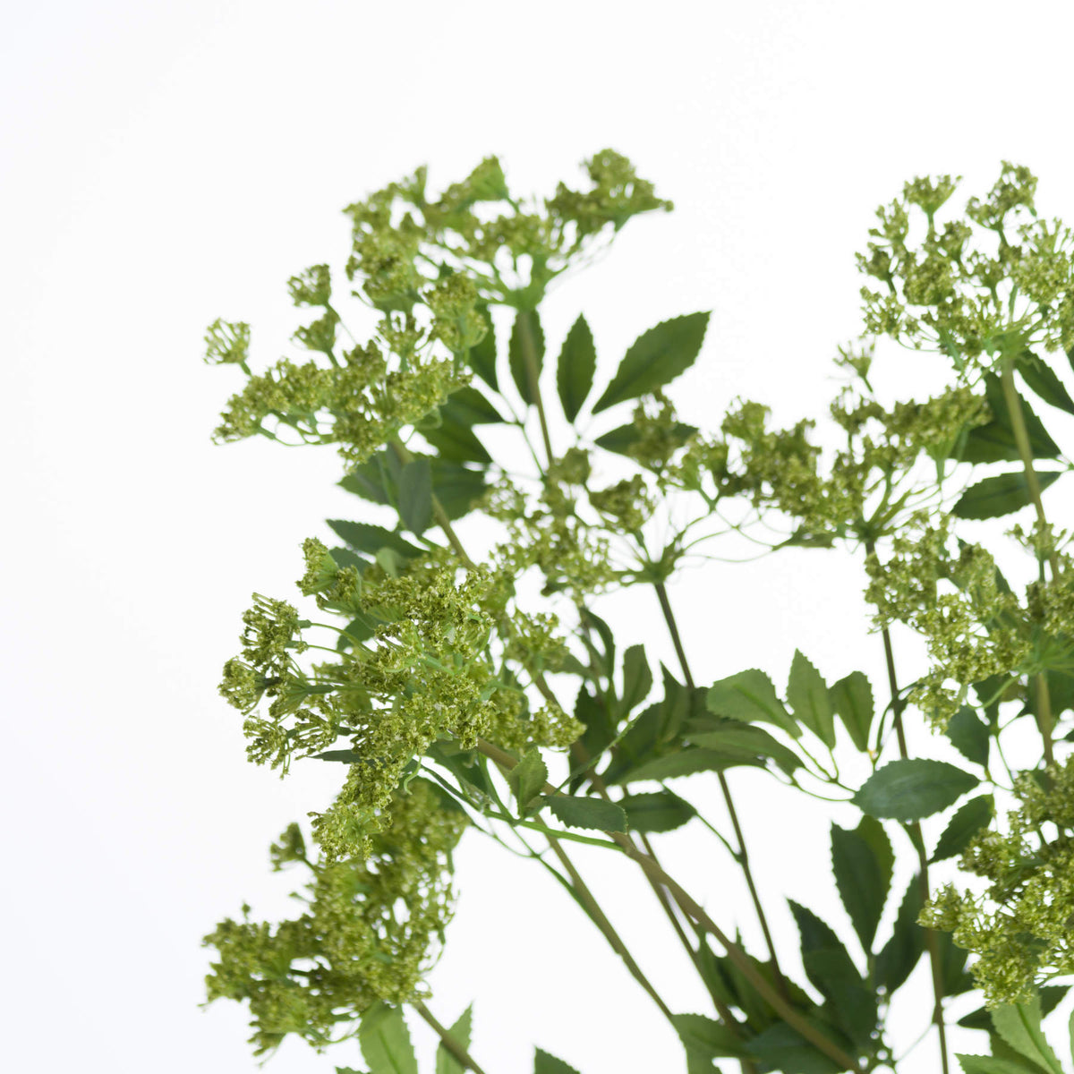 Faux Cow Parsley Ammi image 5