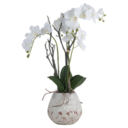 White Orchid In Stone Pot image 2